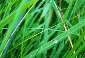 Terrain à bâtir construction maison Maître d'oeuvre Gujan Mestras Gironde