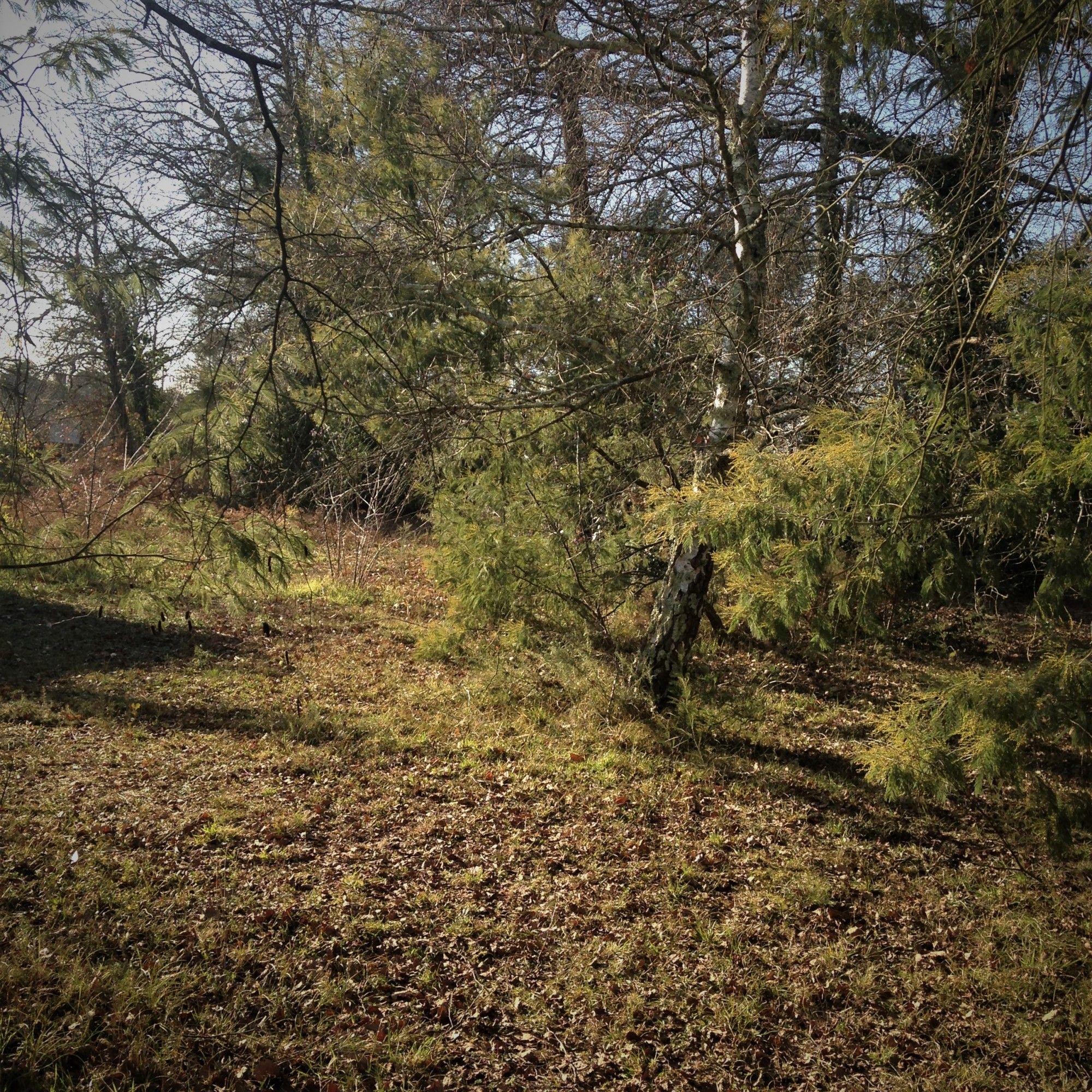Terrrain Lacanau de Mios Gironde construction maison maître d'oeuvre Les Mas d'Arguin