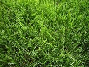 Terrain Caudéran Bordeaux construction maison individuelle Les Mas d'Arguin