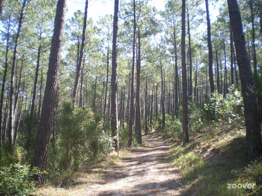 Terrain à bâtir constructeur maison individuelle Parentis en Born Landes Les Mas d'Arguin